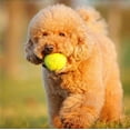 thumbnail image 4 of HMPEAIIY Practice Tennis Beach Pet Toy Sports Outdoor Fun Tennis Dog Chew Toy, 4 of 8
