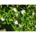 thumbnail image 4 of Star Jasmine - 60 Live Plants - Jasminum Nitidum - Fragrant Blooming Evergreen Vine, 4 of 8
