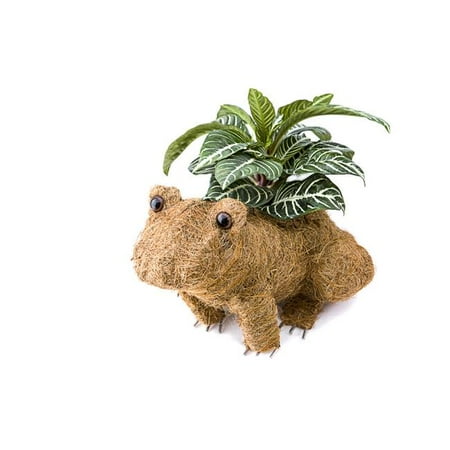 Ultimate Innovations 3090 Coco Animal Planter Frog Walmart Canada
