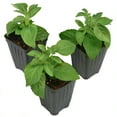 thumbnail image 2 of 2.5 in. Lantana Bloomify Rose Plant (3-Pack), 2 of 13