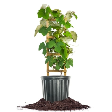 Perfect Plants Fredonia Grape 3 Gallon