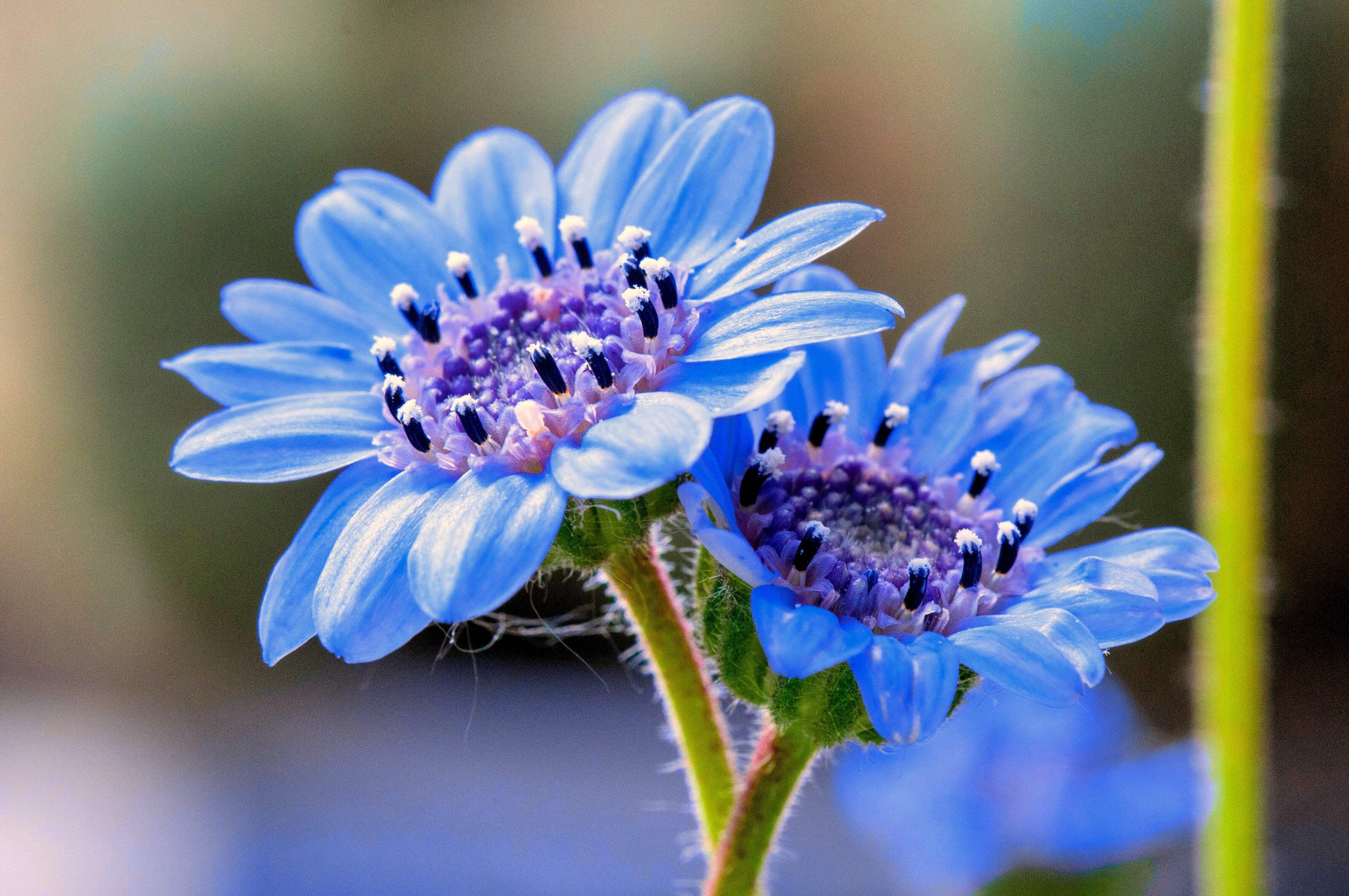 Seedville Felicia Daisy - Thumbnail 3
