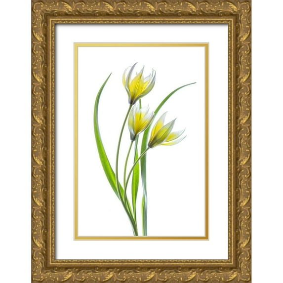 Disher, Mandy 13x18 Gold Ornate Wood Framed with Double Matting Museum Art Print Titled - Tulipa II