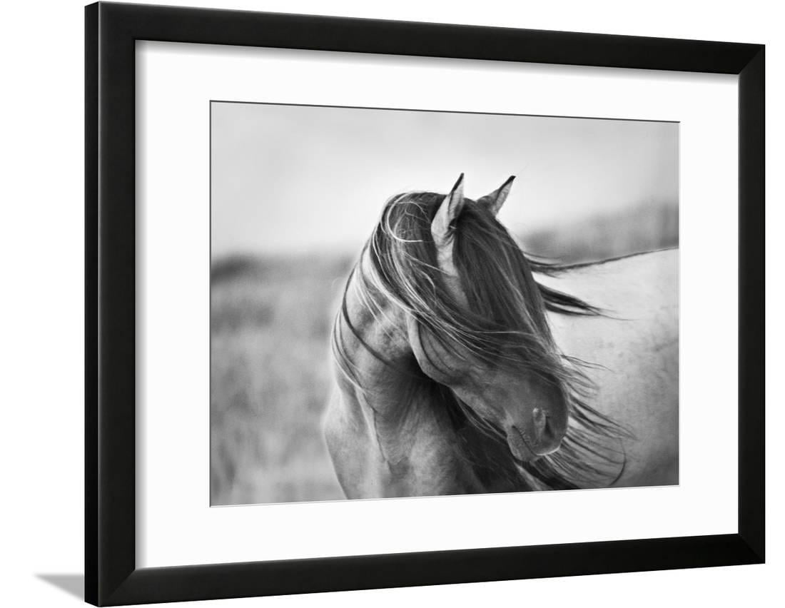 black and white framed horse pictures