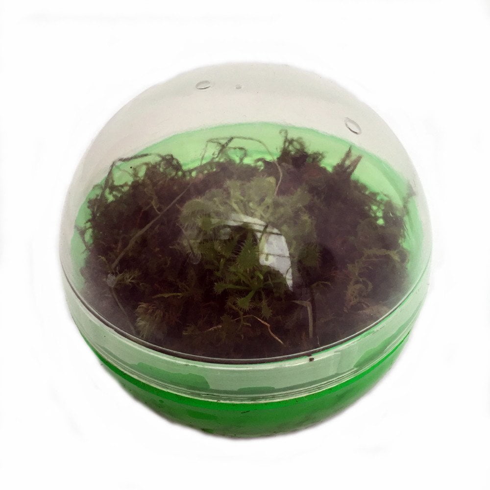 Carnivorous Sundew BioDome Terrarium Kit Live Plant