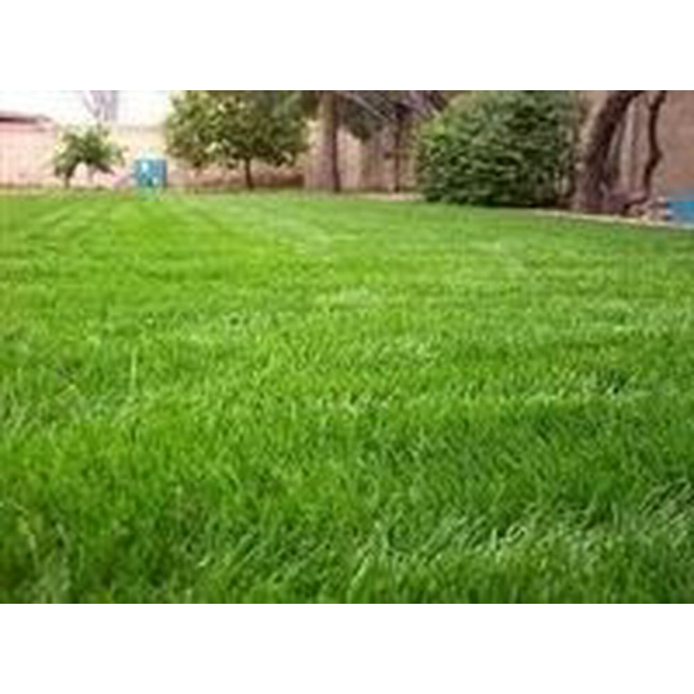 SeedRanch Gulf Annual Ryegrass Seed 20 Lbs.