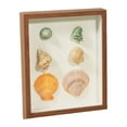 thumbnail image 1 of Shell conch three-dimensional storage box Display Specimen Shadow Case, 1 of 7