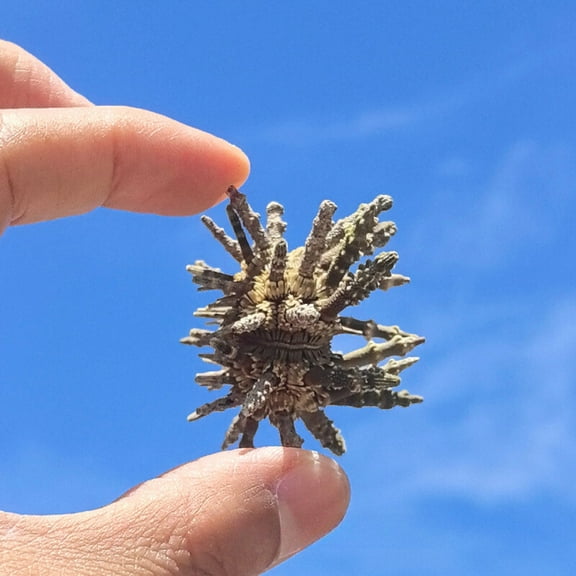 Green Sea Urchin Shell Specimen 6 to 7cm Marine Ornament Coastal Home Decor DIY Craft Display Aquarium Decoration