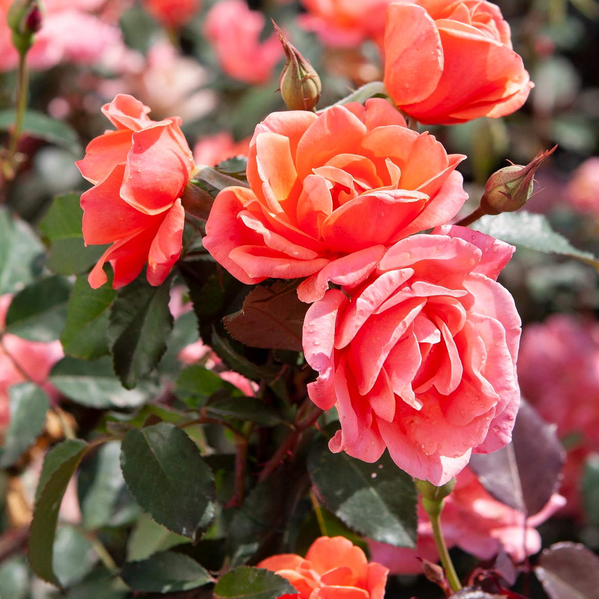 The Knock Out® Family of Roses 'The Coral Knock Out® Rose' Live Shrub in 1-Gallon Grower Pot