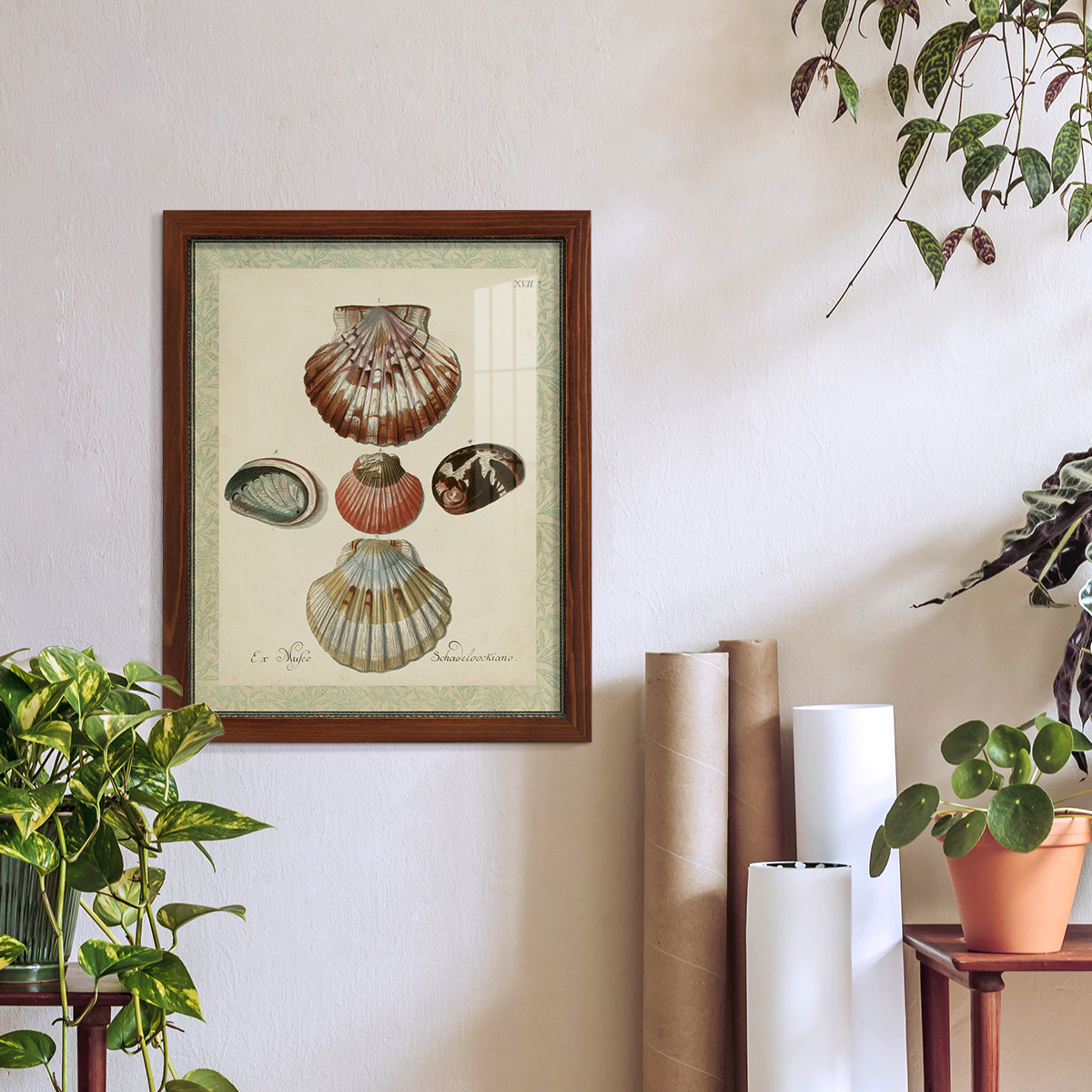 Bookplate Shells III - Framed Print w/glass - Chestnut