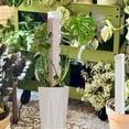 thumbnail image 4 of 6 Pcs 24 inch Plastic Moss Pole for Plants Monstera, Jorking 6×24'' Plant Poles for Climbing Plants, Plant Support for Indoor Plants Sphagnum Moss, 4 of 8