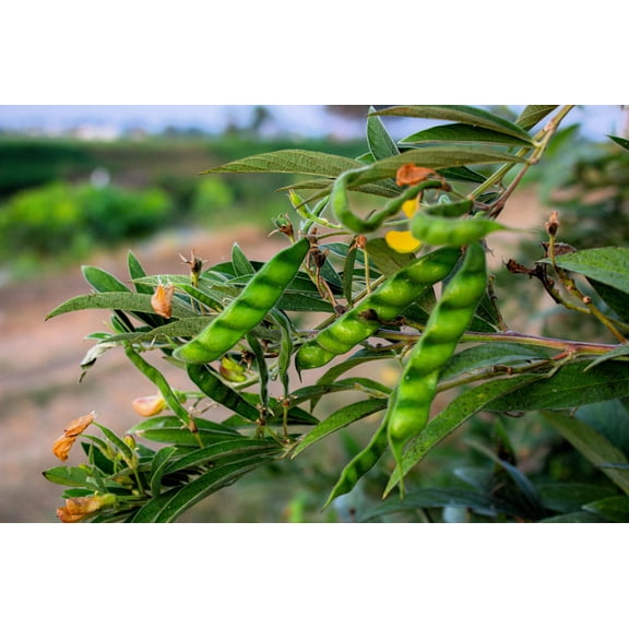 30 Seeds PIGEON PEA Dhal Gungo Puerto Rico Bean Cajanus Cajan Vegetable Seeds