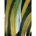 thumbnail image 3 of Perry, Rachel 19x24 Black Modern Framed Museum Art Print Titled - Variegated Agave I, 3 of 5