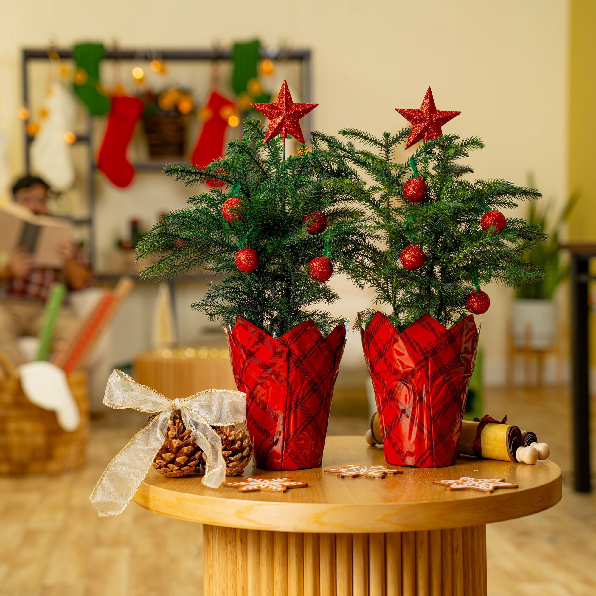 Costa Farms Live Indoor 12in. Norfolk Island Pine, 2-Pack