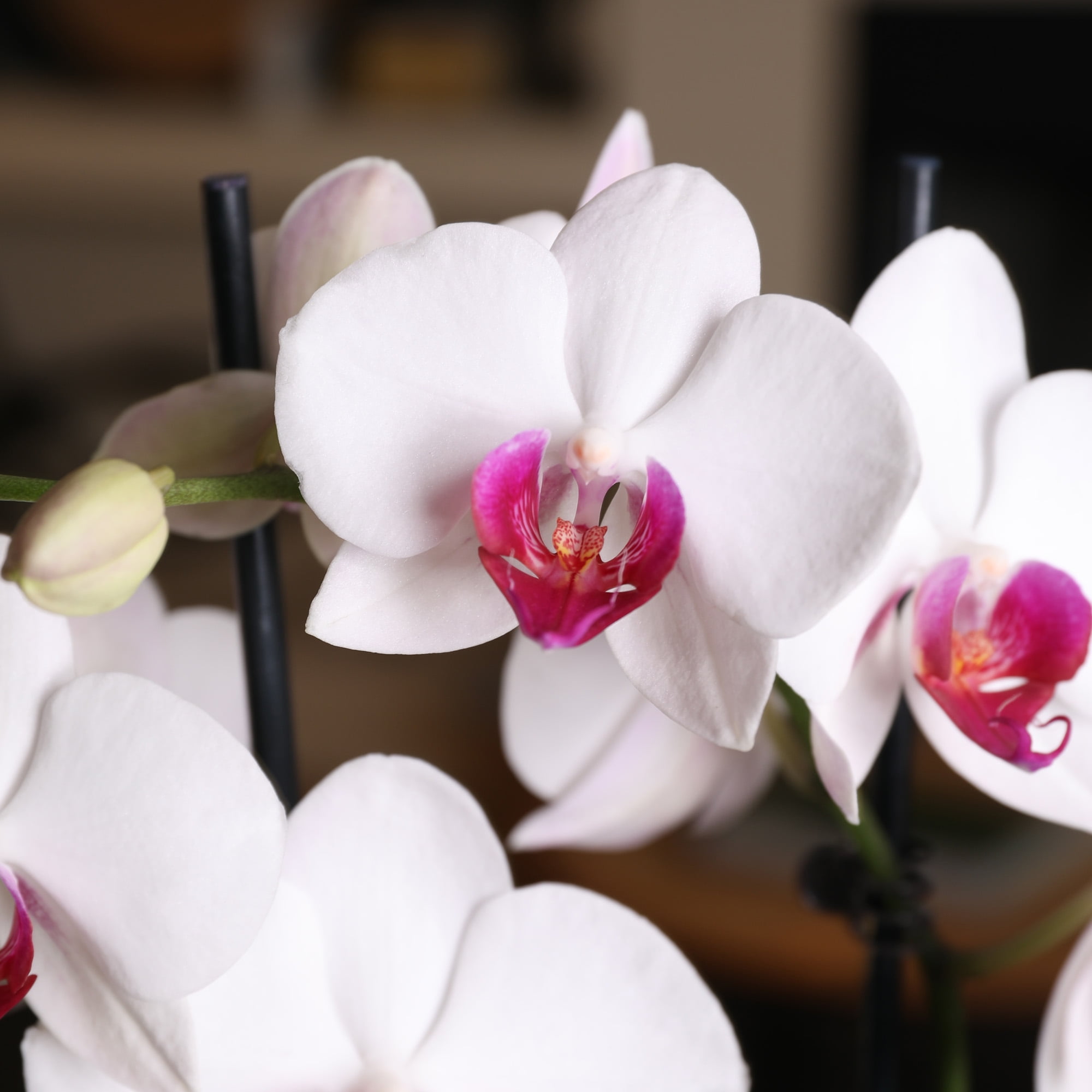 Just Add Ice 16-30" White and Purple Premium Orchid Live Plant in 5" Grey Ceramic Pot, House Plant