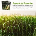 thumbnail image 7 of 2 Packets of Golden Bantam Sweet Corn Seed - Non-GMO Heirloom Full Sun Annual Vegetable, 7 of 7