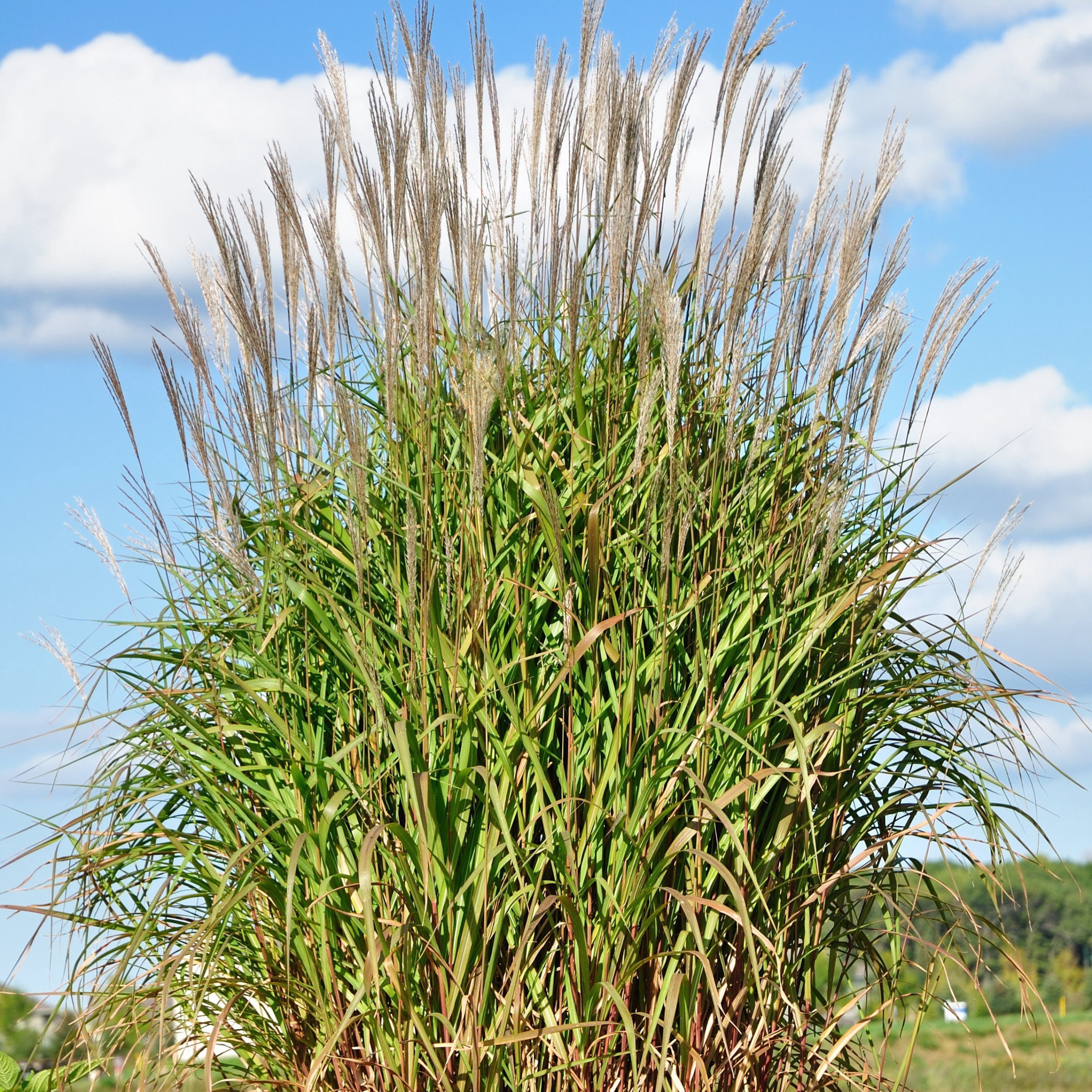 National Plant Network 4 in. Miscanthus Flame Grass Purpurascens (3-Pack)