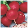 thumbnail image 2 of Everwilde Farms - 1 oz Organic Champion Radish Seeds - Gold Vault Bulk Seed Packet, 2 of 3