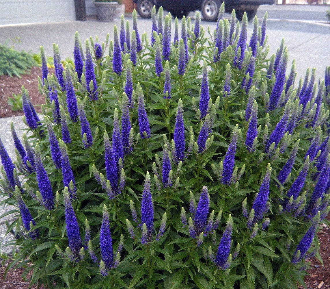 Royal Candles Veronica Perennial Speedwell Dwarf Quart Pot