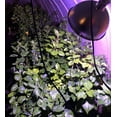 thumbnail image 5 of Live Plant! "Wine Press" Exotic Tropical Hibiscus Live Plant in 4" pot, 5 of 7