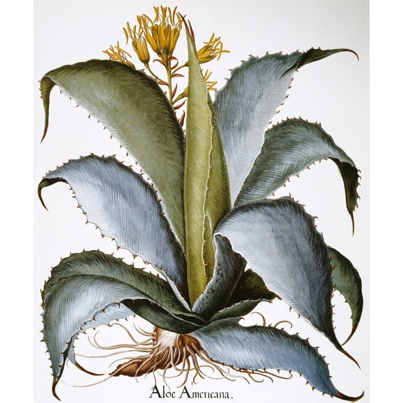 Agave, 1613. /Nagave Americana: Colored Engraving From Basilius Besler'S "Hortus Eystettensis" (Altdorf, 1613). Poster Print by  (24 x 36)