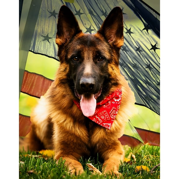 Paint by Numbers for Adults - Lawn German Shepherd - Acrylic Easy Paint by Numbers for Adults Beginner DIY Painting by Numbers for Gift Home Wall Decor 16”W x 20”L-