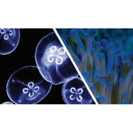 Glofish Aquarium Background Jellyfish Anemone 12h X 20w