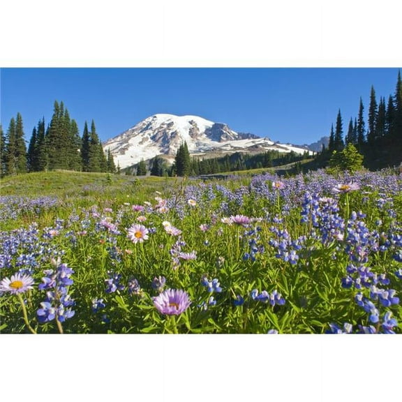 Wildflower Meadow Mount Rainier National Park Washington USA Poster Print, 18 x 12