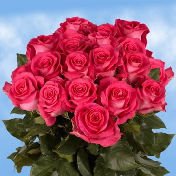 Globalrose 75 Fresh Cut Bright Pink Roses Large Bloom Flowers For Birthdays Weddings Or Anniversary Globalrose 75 Fresh Cut Bright Pink Roses Large Bloom Flowers For Birthdays Weddings Or Anniversary