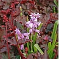 thumbnail image 5 of Easy to Grow Spanish Bluebells Pink 10 Plant Bulbs, Flowers Spring Zones 3-8, 5 of 6
