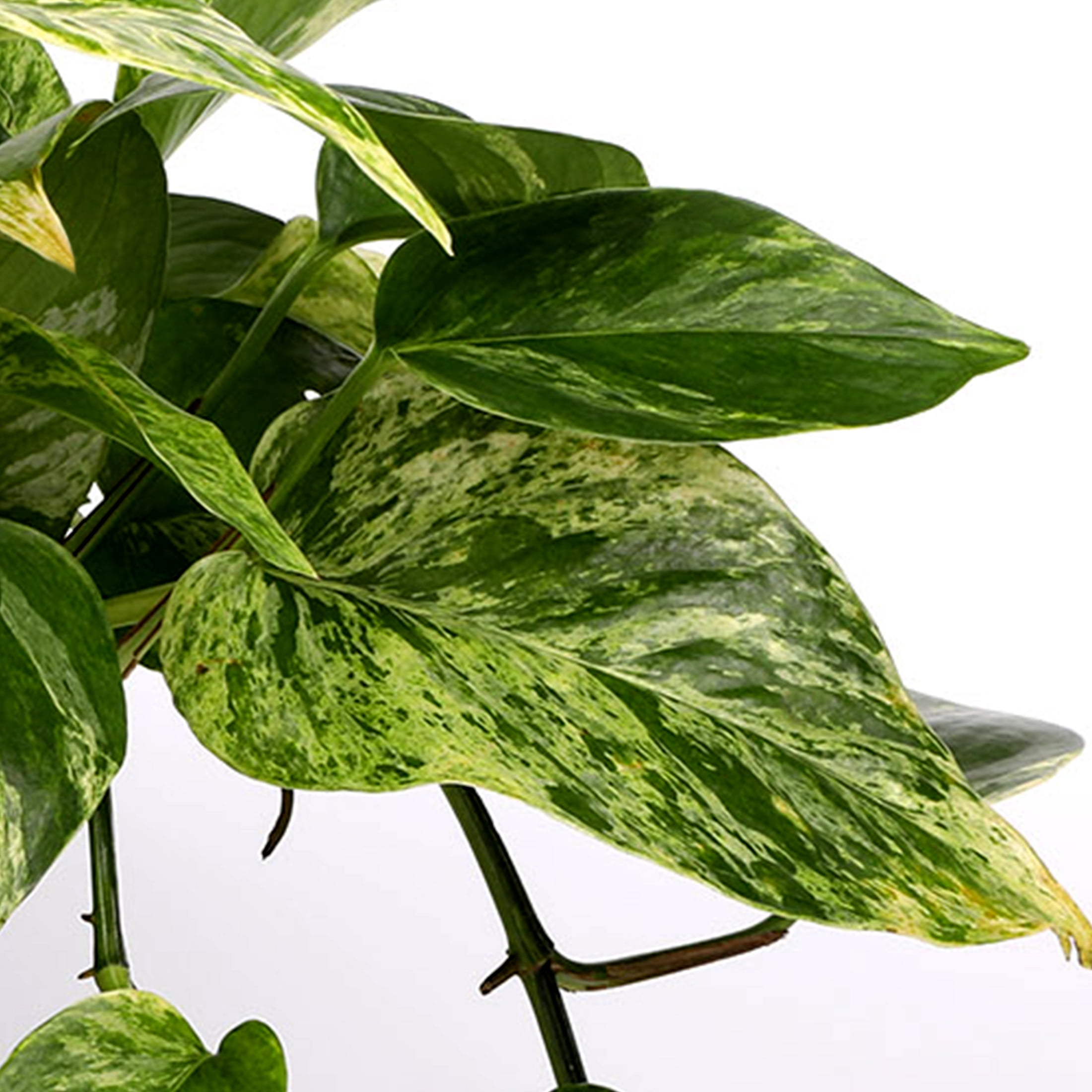Live 5in Pothos in Seagrass Pot with 'Mom' Pick - Perfect Gift