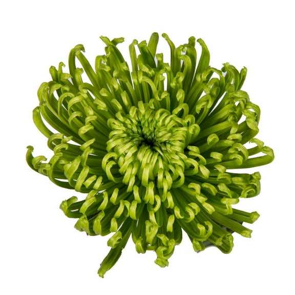 Green Spider Mums - Farm Direct Fresh Cut Flowers - 50 Stems