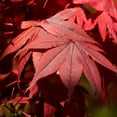 thumbnail image 3 of Brighter Blooms - Emperor Japanese Maple Tree, 4-5 ft. - No Shipping To AK, AZ, HI, 3 of 4