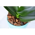 thumbnail image 3 of Organic Orchid Potting Mix by Perfect Plants - 8 Quarts, 3 of 6
