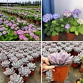 thumbnail image 3 of 50 PCS 11.6" Plastic Seedling Pots Round Plant Pots Container for Seedlings Vegetables Succulents Flower Cuttings, 3 of 6