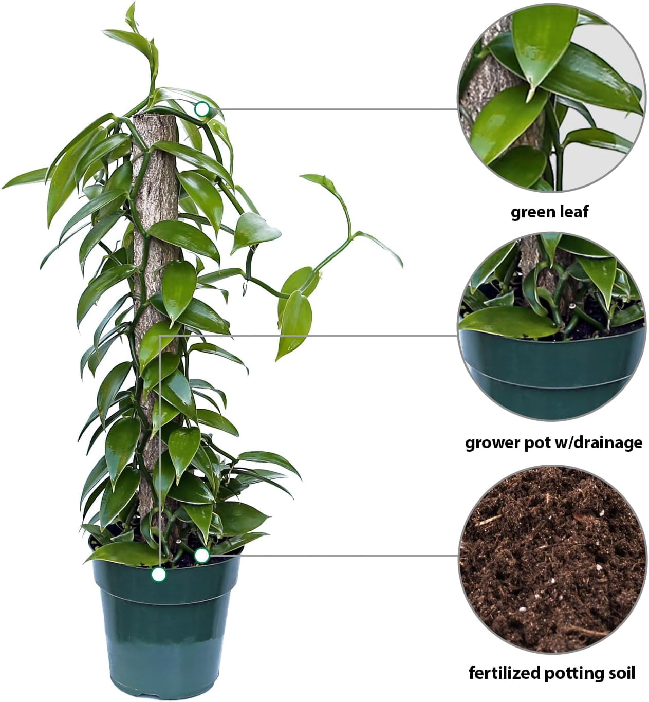 Live Vanilla Orchid, Vanilla Panifolia Orchid with Totem, Birthday Gift, Office Plant, Father's Day Gift, Indoor Houseplant, Plant Lover Gift in 6" Pot