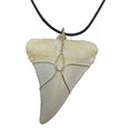 thumbnail image 1 of Grant Field Specimens Great White Shark Tooth Necklace, 1 of 2