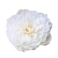 thumbnail image 5 of SPRING PARK 1Pc Silk Peony Artificial Flowers Peony Wedding Bouquet Home Party Decor, 5 of 7