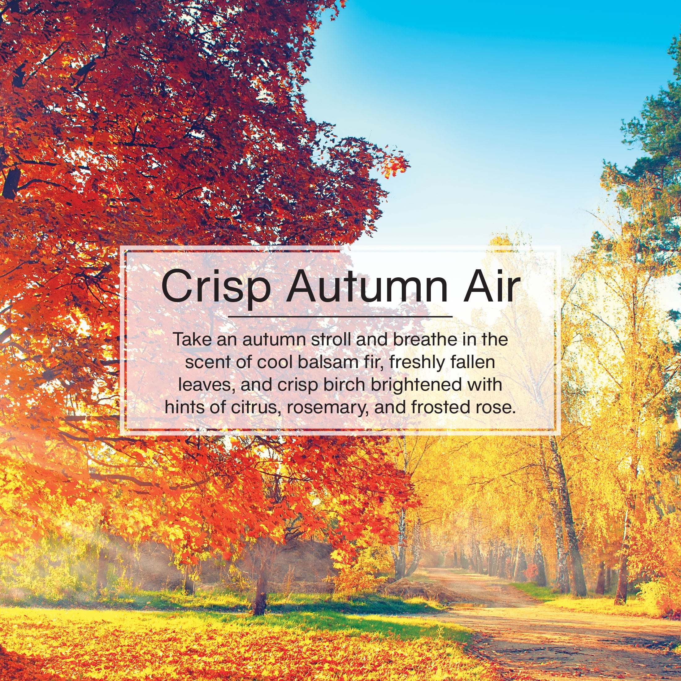 Little Trees Air Freshener Crisp Autumn Air Fragrance 3-Pack