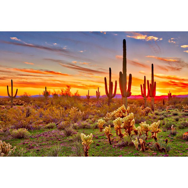 Colorful Desert Sunset with Saguaro Cactus Sonoran Arizona Southwest
