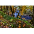 thumbnail image 2 of Haney, Chuck 18x13 White Modern Wood Framed Museum Art Print Titled - Colorful autumn maples along Humbug Creek in Clatsop County-Oregon-USA, 2 of 4