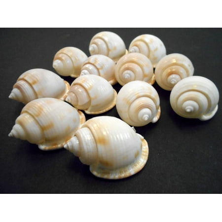 Nautical Beach Cottage Decor Set of 6 White Bonnet (Helmet) Shells 1 1/2-2