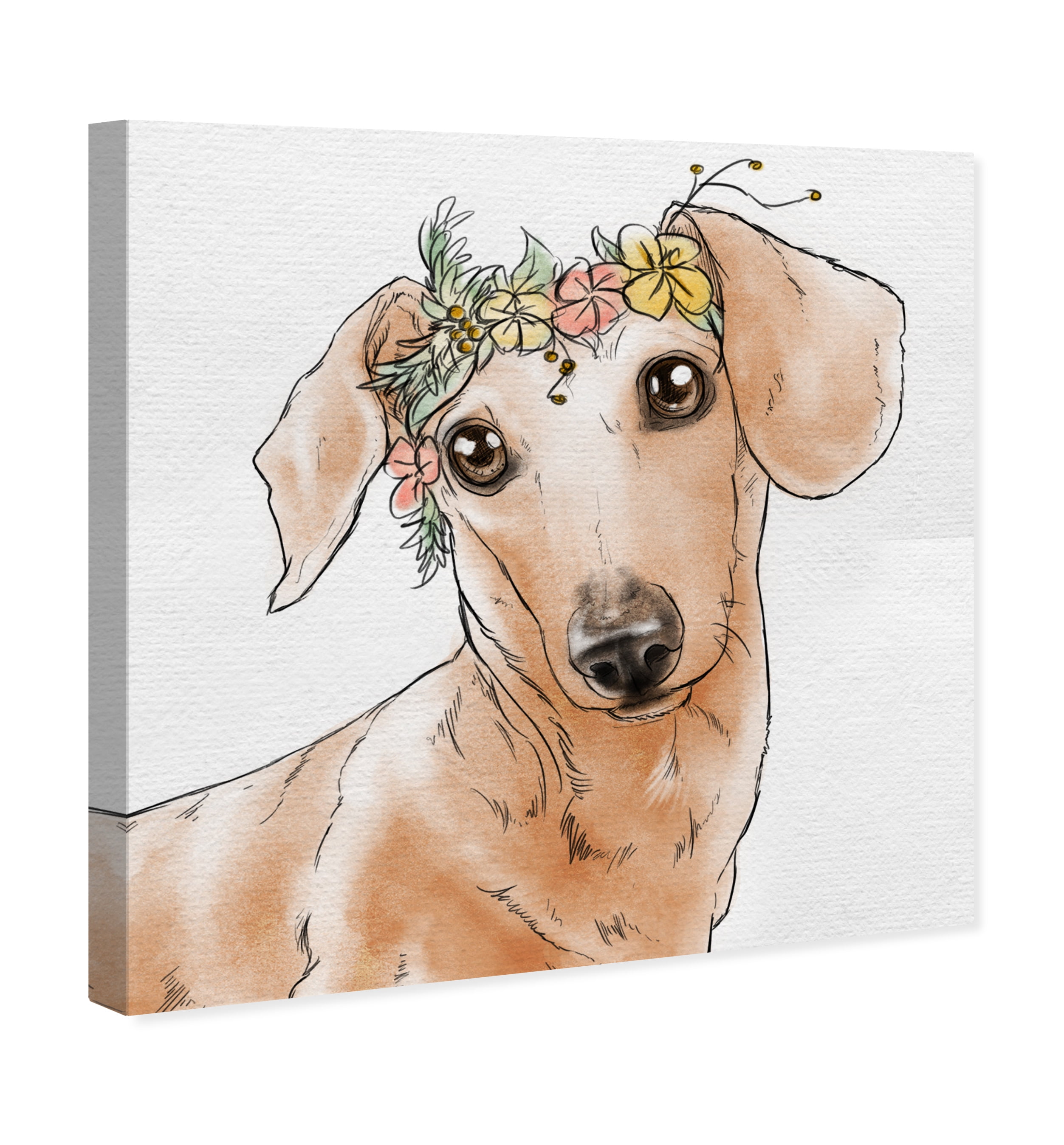 crown dachshund