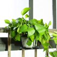 thumbnail image 3 of ORUYROP WAQIAGO Hanging Planters Basket,Hanging Railing Planters Flower Pot Holders,Plant Iron Racks Over The Rail Fence for Patio Balcony Porch(3), 3 of 7
