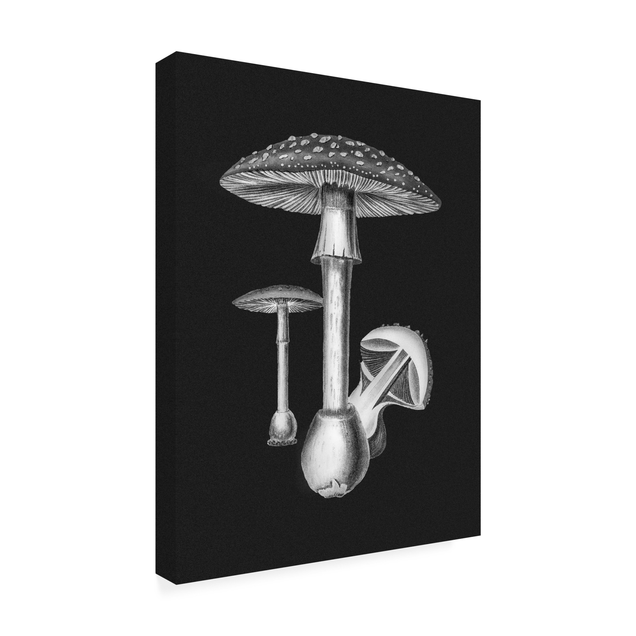 Trademark Fine Art Pictufy Amanita Muscaria Dark Background BW Canvas Wall Art