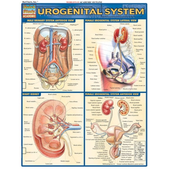 Pre-Owned Urogenital System (Other)
