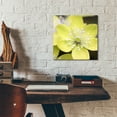 thumbnail image 5 of Epic Art 'Yellow Blossom' by Photoinc Studio, Acrylic Glass Wall Art, 12"x12", 5 of 9