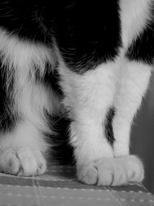 Legs Cats Feet White Foot Black Paws Claws12 Inch BY 18 Inch Laminated