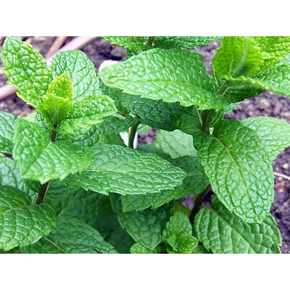 Lime Mint Mint Sauces, Fruit Salads, Punches Live