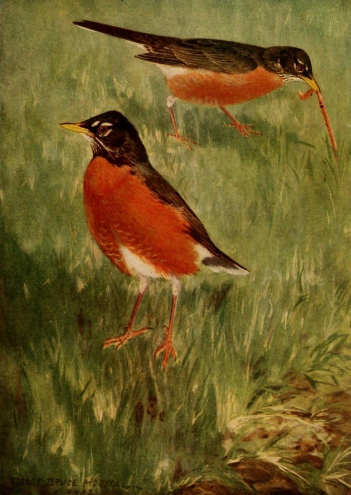 Birds Of N Carolina